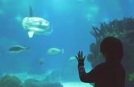 里斯本海洋馆：欧洲之最，探寻罕见海洋生物的奥秘